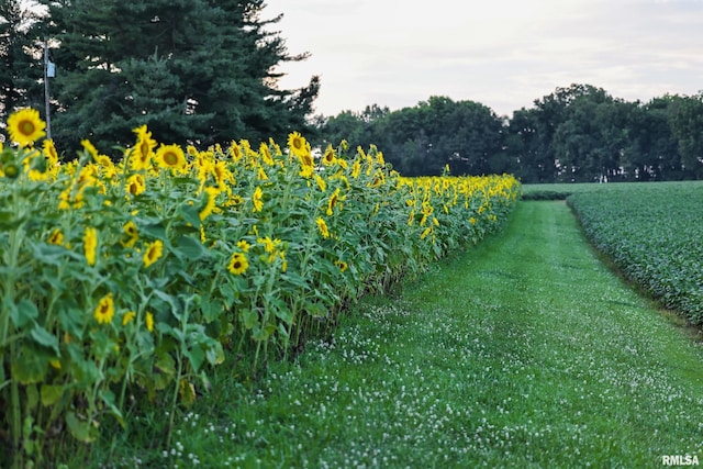 29498 420th St, Griggsville, IL 62340 - view of yard