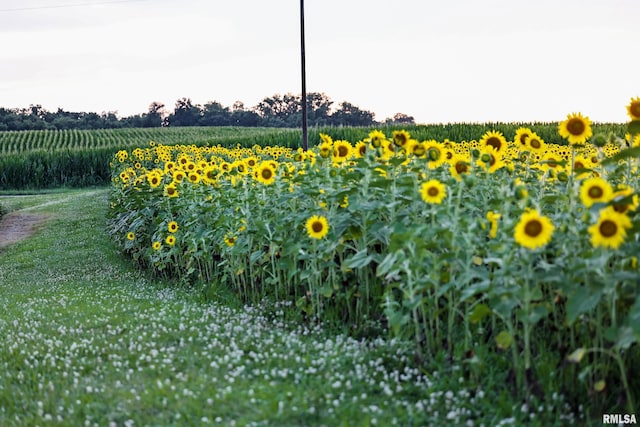 29498 420th St, Griggsville, IL 62340 - exterior view of rows of crops