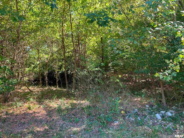 view of local wilderness