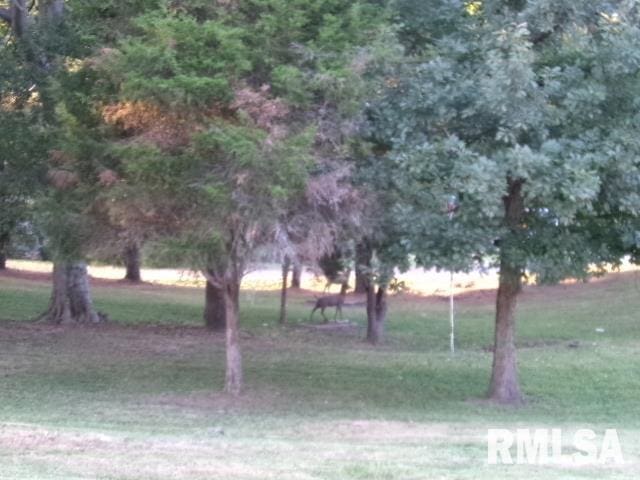 318 Williams St, Rosiclare, IL 62982 - view of yard