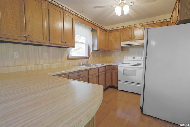 kitchen featuring hardwood / wood-style flooring, sink, ceiling fan, and white appliances