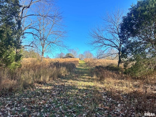 view of local wilderness