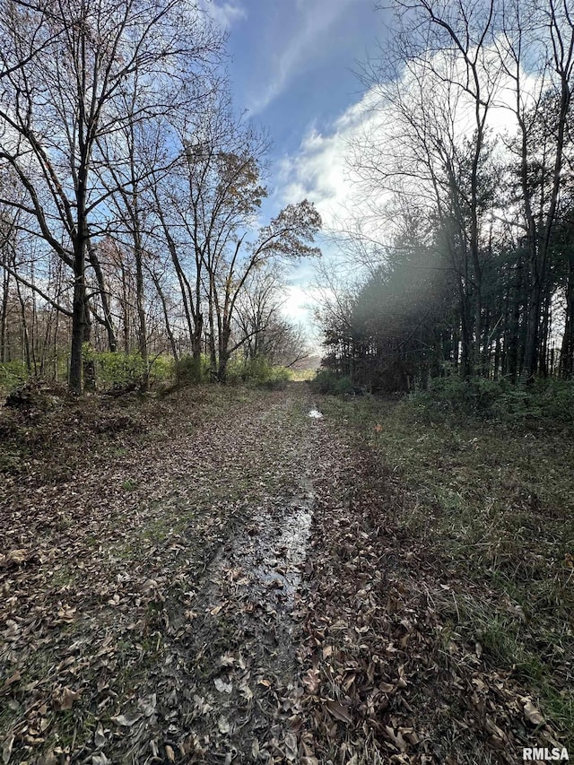 view of local wilderness