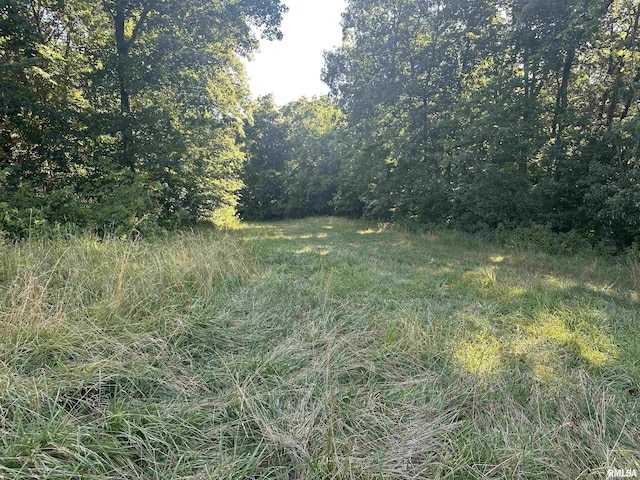 10965 E 700th Ave, Watson, IL 62473 - view of tree filled area