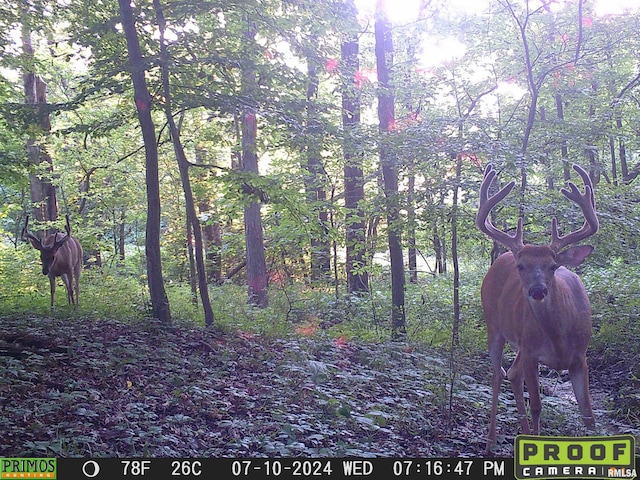 10965 E 700th Ave, Watson, IL 62473 - view of nature