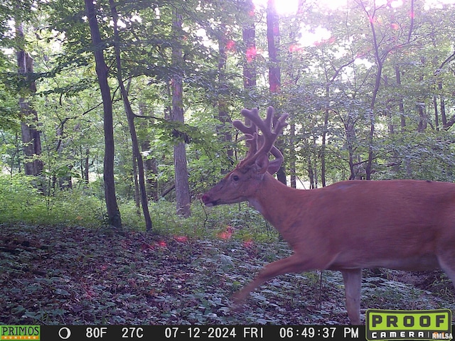 10965 E 700th Ave, Watson, IL 62473 - view of nature