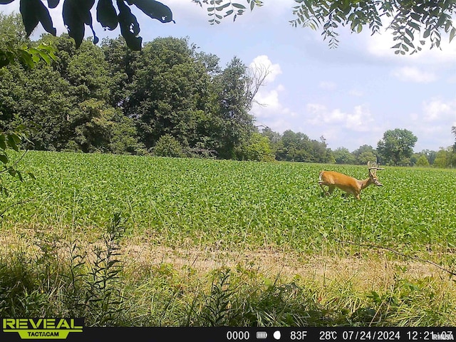 view of yard with a rural view