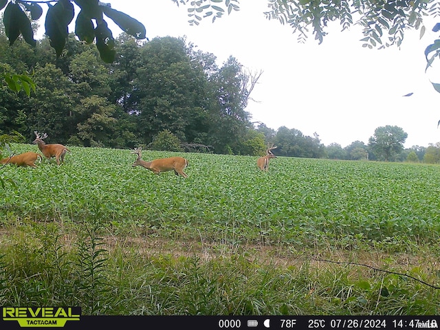 10965 E 700th Ave, Watson, IL 62473 - view of yard with a view of countryside