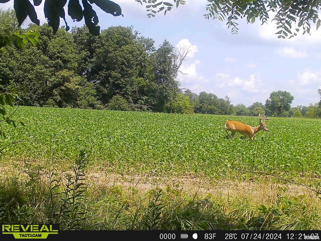 10965 E 700th Ave, Watson, IL 62473 - view of yard featuring a view of rural / pastoral area