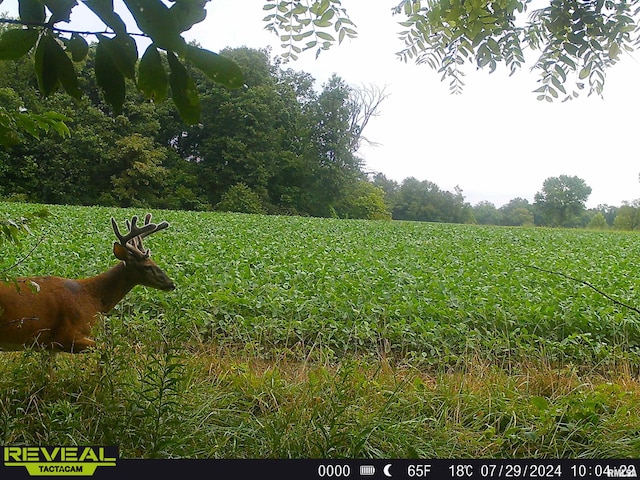 10965 E 700th Ave, Watson, IL 62473 - view of nature