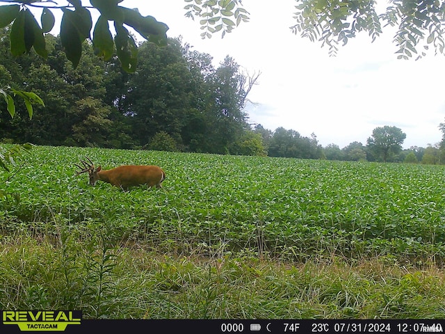 10965 E 700th Ave, Watson, IL 62473 - view of yard featuring a view of rural / pastoral area