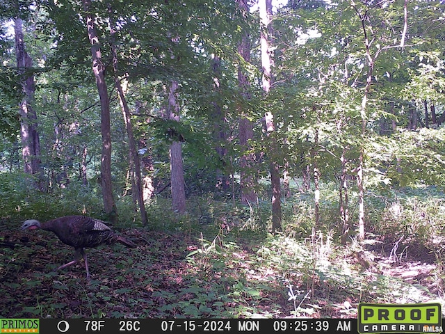 10965 E 700th Ave, Watson, IL 62473 - view of woods