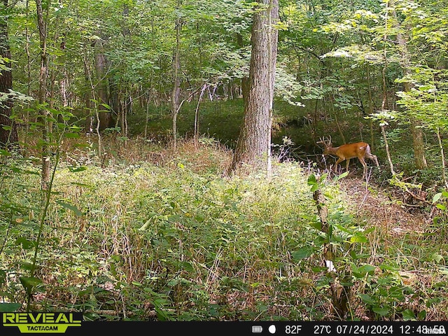 view of local wilderness