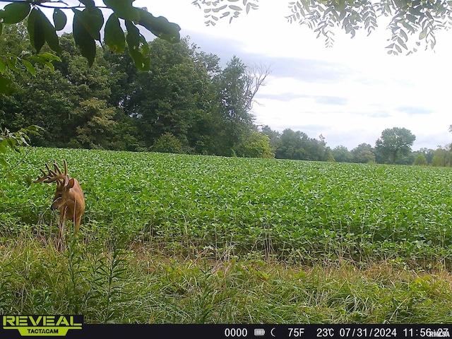 10965 E 700th Ave, Watson, IL 62473 - view of yard