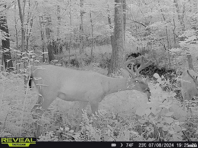 10965 E 700th Ave, Watson, IL 62473 - view of nature