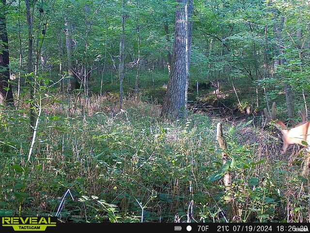 10965 E 700th Ave, Watson, IL 62473 - view of nature