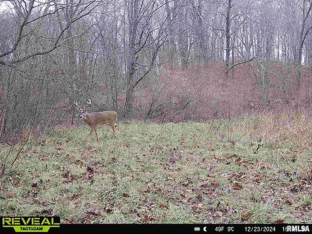 10965 E 700th Ave, Watson, IL 62473 - view of wooded area