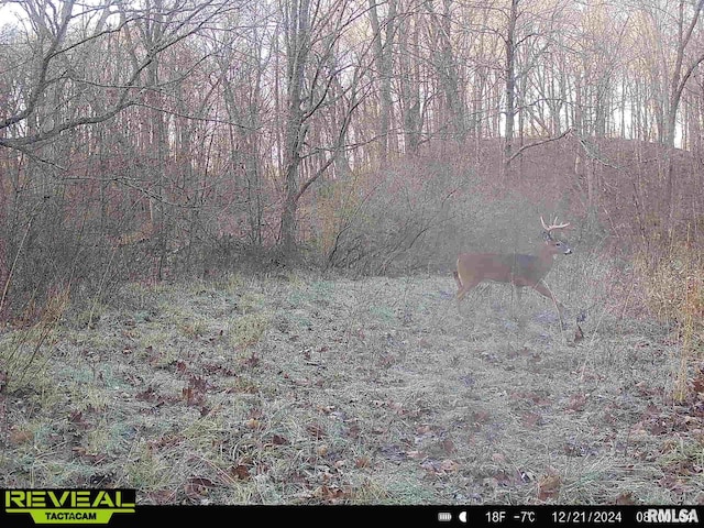 10965 E 700th Ave, Watson, IL 62473 - view of wooded area