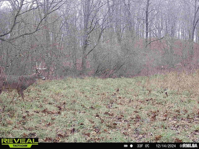 10965 E 700th Ave, Watson, IL 62473 - view of tree filled area