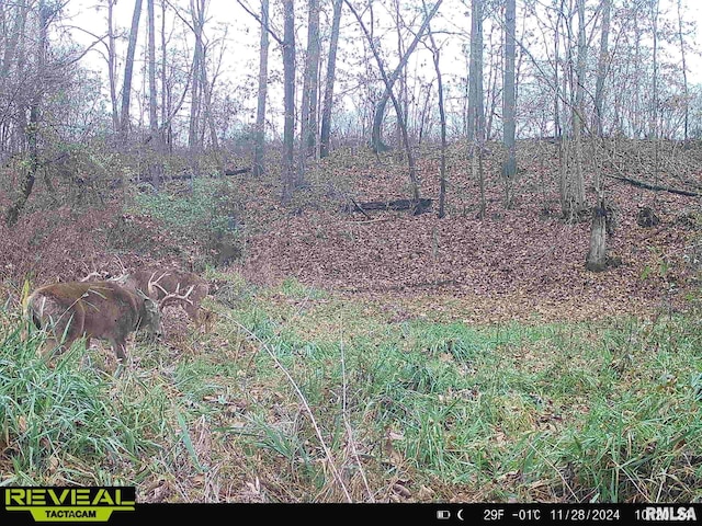 10965 E 700th Ave, Watson, IL 62473 - view of local wilderness