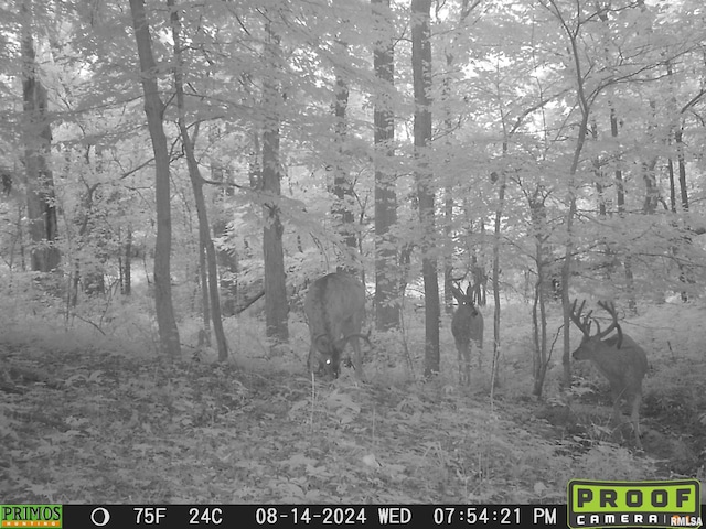 10965 E 700th Ave, Watson, IL 62473 - view of local wilderness