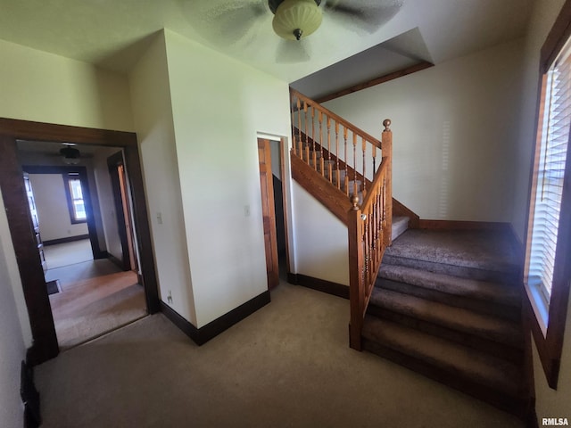 stairs featuring a ceiling fan, baseboards, and carpet