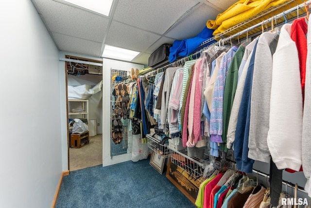 walk in closet featuring a paneled ceiling and carpet