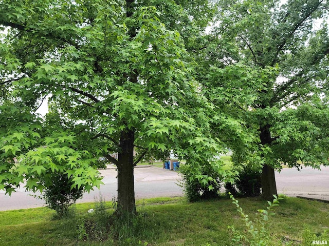 1060 W 5th St, Flora, IL 62839 - view of yard