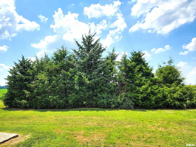 232 Palm Ln, Flora, IL 62839 - view of green lawn