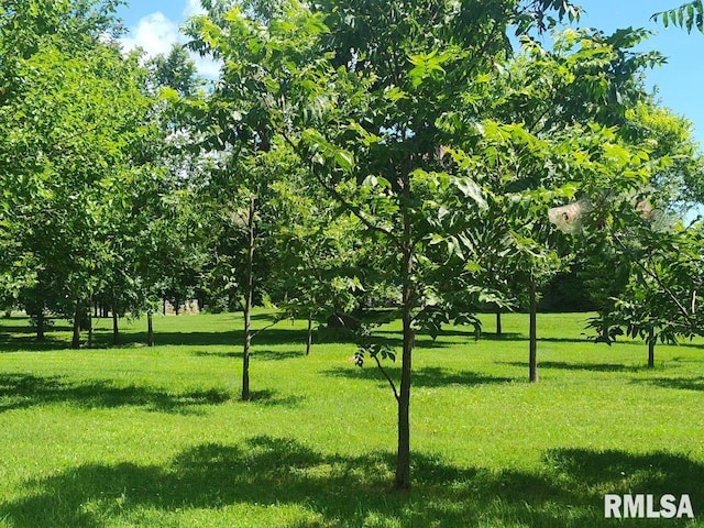 319 High St, Mound City, IL 62963 - view of property's community featuring a yard
