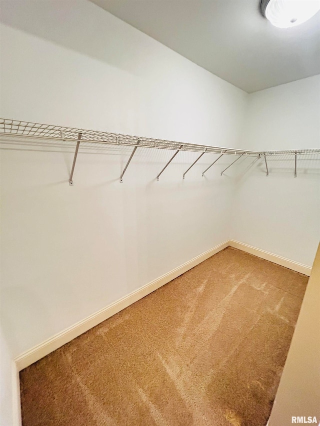 spacious closet featuring carpet flooring