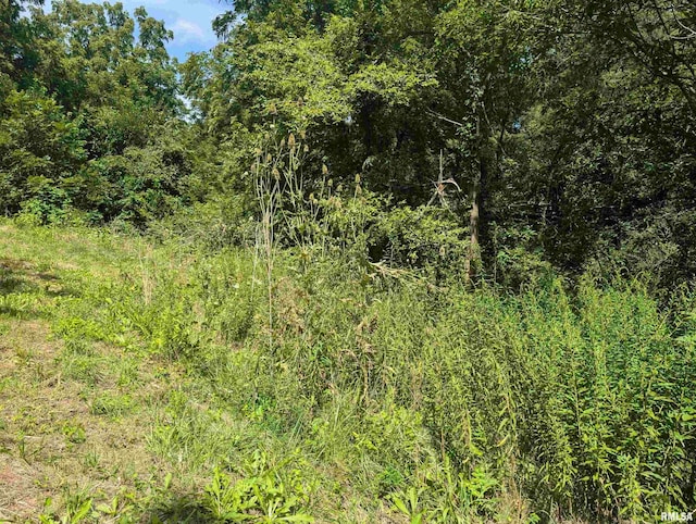 view of local wilderness