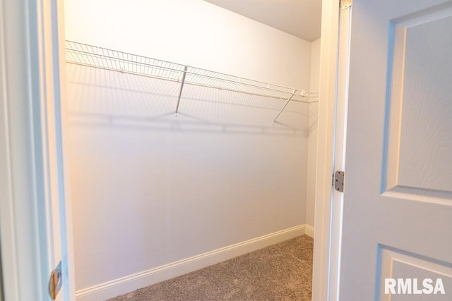 spacious closet featuring carpet flooring