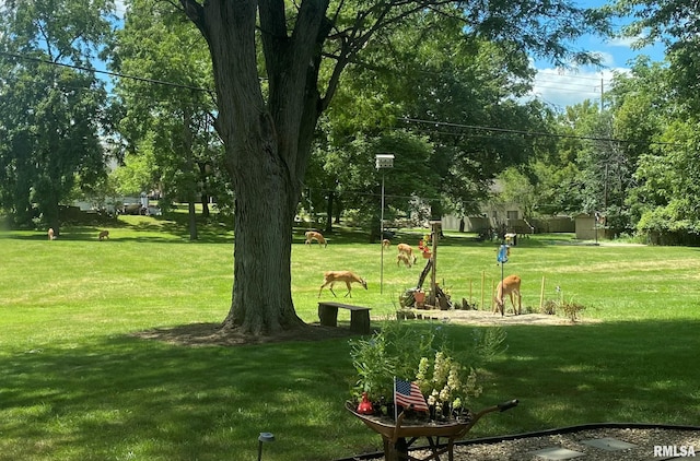 view of community with a lawn