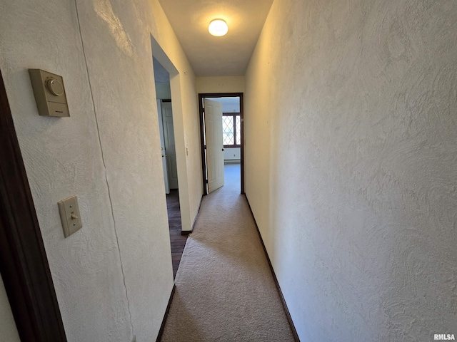 hallway featuring carpet