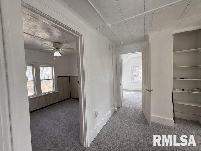 hallway with carpet flooring and a wealth of natural light