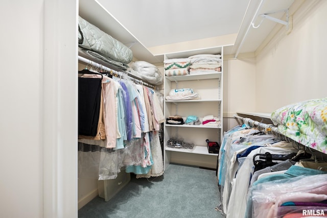 spacious closet featuring carpet floors