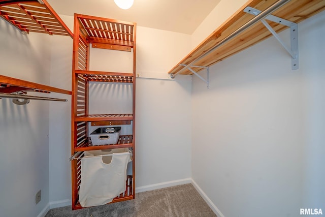 spacious closet featuring carpet