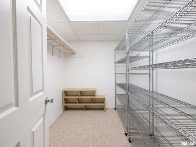 spacious closet with carpet flooring and a paneled ceiling