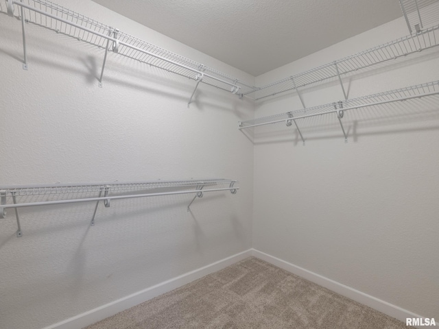 spacious closet featuring carpet