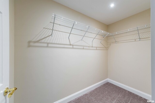 spacious closet featuring carpet