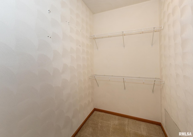 spacious closet featuring carpet floors