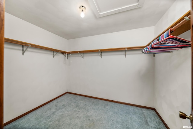 spacious closet featuring carpet floors