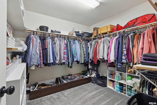 spacious closet featuring carpet