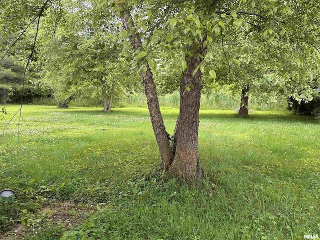 210 SE Front St, Dongola, IL 62926 - view of yard