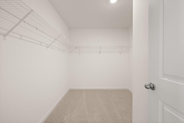 spacious closet featuring carpet flooring