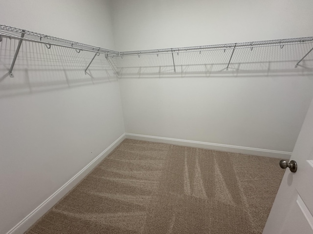 walk in closet featuring carpet floors