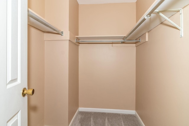 walk in closet featuring carpet floors