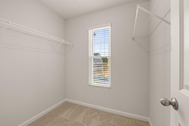 walk in closet with carpet flooring