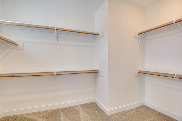 walk in closet with carpet floors